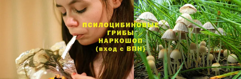 продажа наркотиков  Богородск  Галлюциногенные грибы Psilocybine cubensis 